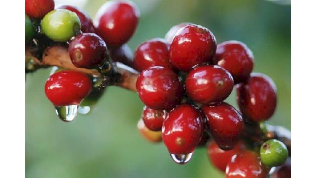 Bản tin nông sản hôm nay (31-1): Giá cà phê trong nước tăng nhẹ