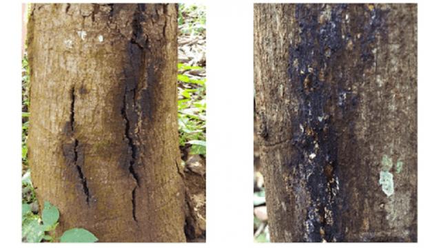 Bệnh nứt thân xì mủ trên cây mít: Nguyên nhân, dấu hiệu và cách khắc phục