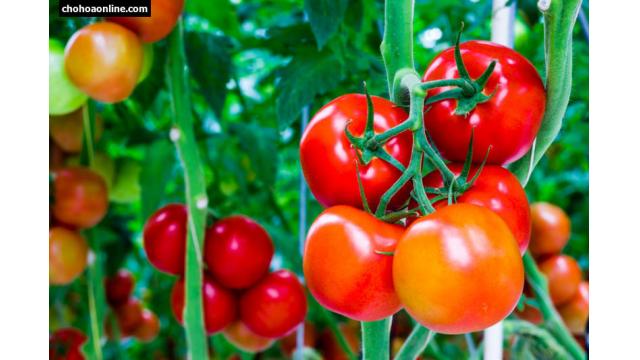 Cà chua – Giải pháp cây vụ mùa thích hợp tháng 10