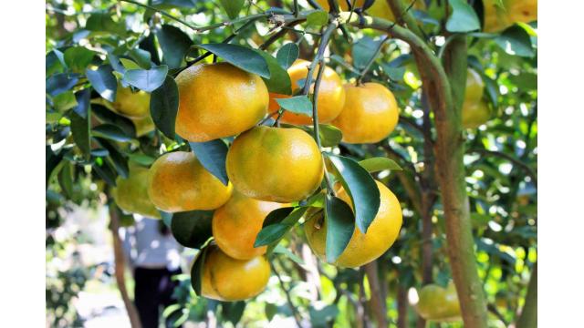 CÁCH GIÚP CÂY QUÝT ĐƯỜNG CHO TRÁI ĐẸP, NÂNG CHẤT LƯỢNG BÁN TẾT