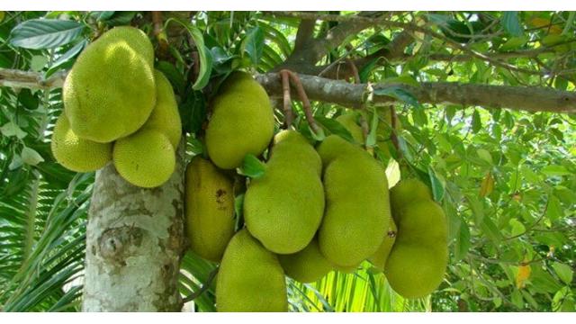 Cây Mít – Loại cây ăn trái dân gian mang giá trị kinh tế và văn hóa lâu đời