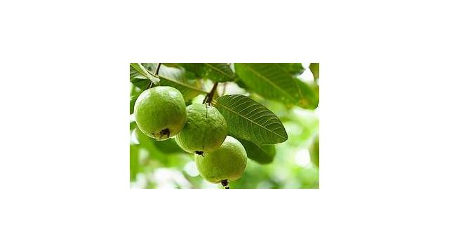 CÂY ỔI – GIỐNG CÂY DỄ TRỒNG, NĂNG SUẤT CAO VÀ HIỆU QUẢ KINH TẾ ỔN ĐỊNH