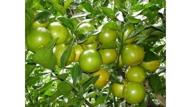 CÂY QUÝT ĐƯỜNG – TRÁI NGỌT MÙA XUÂN, BÁN ĐƯỢC GIÁ VÀO DỊP TẾT