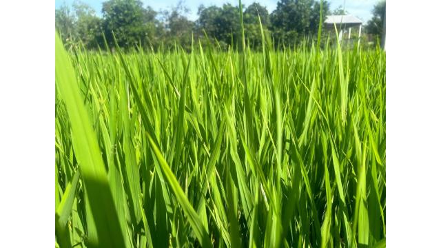 Đạm – Chìa Khóa Vàng Giúp Cây Trồng Sinh Trưởng Mạnh Mẽ