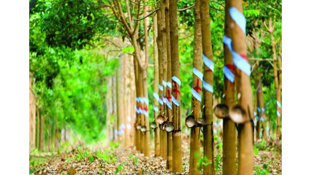 Giá cao su hôm nay 24/11/2025: Tăng nhẹ đầu tuần, thị trường khởi sắc