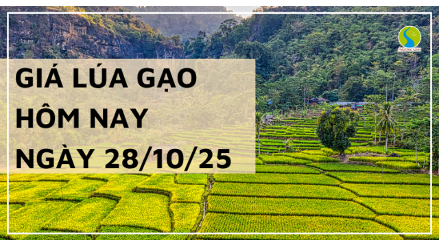 Giá lúa-gạo hôm nay 28/10/2025: Biến động nhẹ, xuất khẩu và giá bán lẻ đáng chú ý