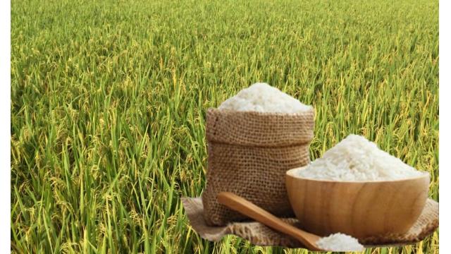 Giá lúa gạo hôm nay: Cập nhật mới nhất tại Đồng bằng sông Cửu Long