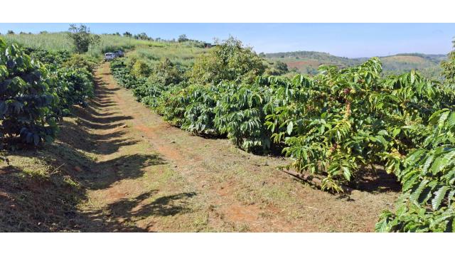 Giá nông sản hôm nay 6/12/2025: Cà phê Việt Nam khẳng định vị thế xuất khẩu – EU làm rõ quy định chống phá rừng EUDR