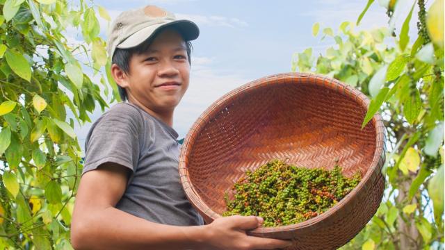 Giá nông sản hôm nay Việt Nam 17/12/2025 – Cà phê tiếp tục giảm sâu, tiêu và heo hơi biến động