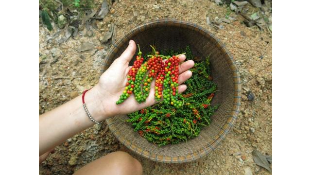 Giá nông sản ngày 30/1/2026: Cà phê giảm nhẹ, hồ tiêu đi ngang