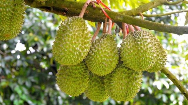 Giá sầu riêng các loại ở Đồng Tháp hôm nay: Cập nhật mới nhất