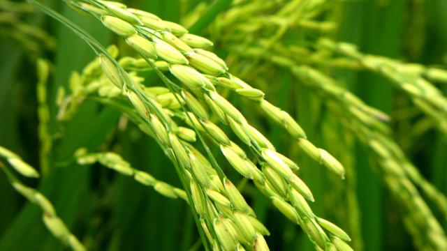 Phân bón & Kỹ thuật Giúp Lúa Đẻ Nhánh Tối Đa