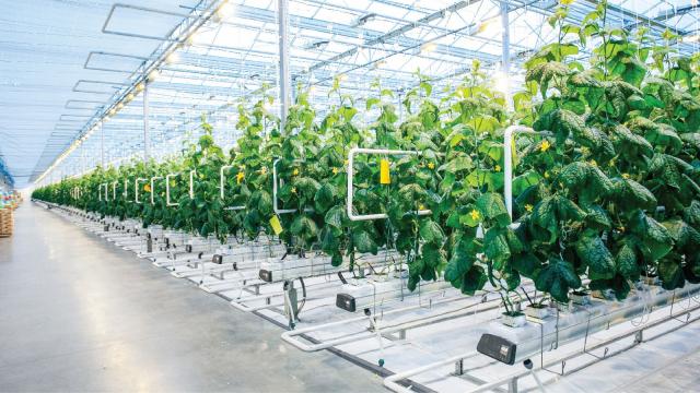 Khoa học công nghệ dẫn dắt nông nghiệp Việt Nam vượt “giới hạn” tăng trưởng truyền thống