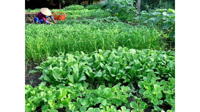 KỸ THUẬT TRỒNG RAU MÀU HIỆU QUẢ – NĂNG SUẤT CAO, AN TOÀN VÀ BỀN VỮNG