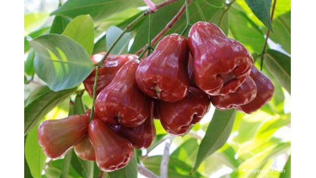 Kỹ Thuật Trồng Và Chăm Sóc Cây Mận An Phước Cho Năng Suất Cao