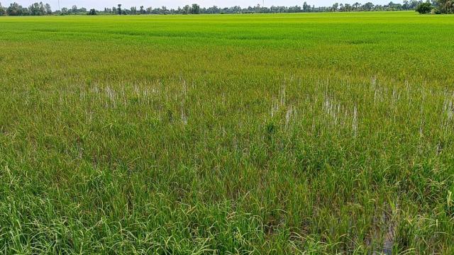 Ngộ Độc Hữu Cơ Trên Lúa: Nguyên Nhân và Giải Pháp Hiệu Quả