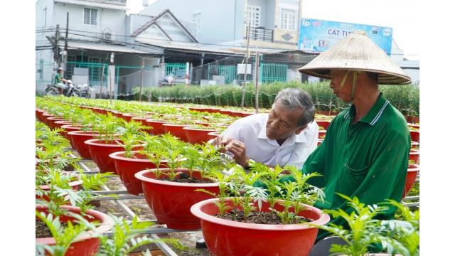 Nhà vườn vào cao điểm chăm sóc vụ hoa Tết