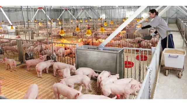 Nông Nghiệp Việt Nam 2025: Đột Phá Mạnh Mẽ, Hướng Đến Phát Triển Bền Vững