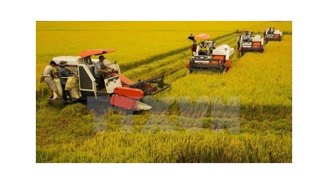 Nông nghiệp Việt Nam bước vào giai đoạn nước rút: Thời tiết, giá nông sản và bài toán cuối năm