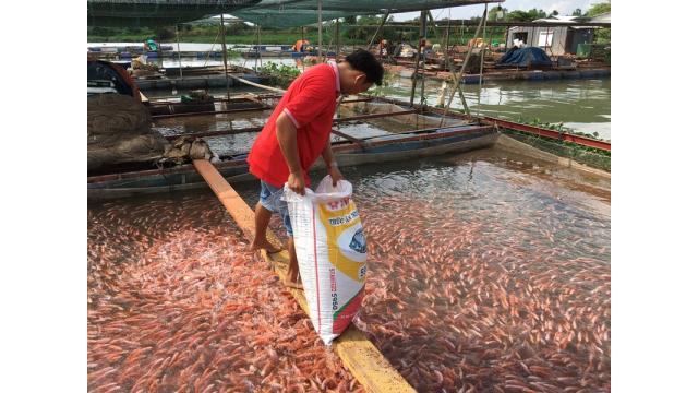 Nông nghiệp Việt Nam Chủ nhật 28/12/2025: Sản xuất xanh lên ngôi, nông dân chủ động thích ứng biến đổi khí hậu