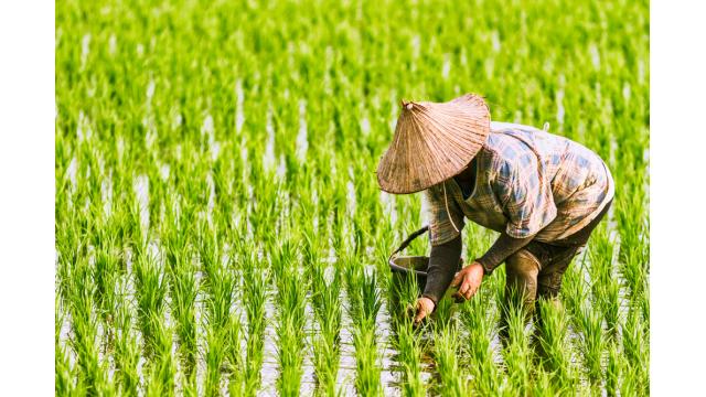 Nông nghiệp Việt Nam hôm nay: Giá nông sản biến động, nông dân chủ động thích ứng cuối năm