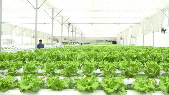 Nông nghiệp Việt Nam hôm nay: Giá nông sản giữ ổn định, sản xuất chuyển hướng bền vững trước biến động khí hậu