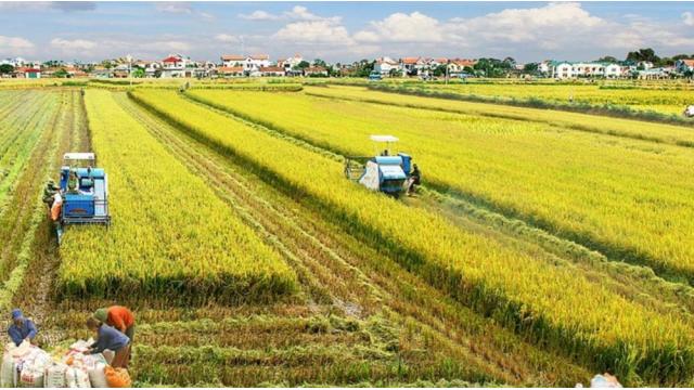 Nông Nghiệp Việt Nam Ngày 06/01/2026: Giá Nông Sản Biến Động, Xuất Khẩu Khởi Sắc Đầu Năm