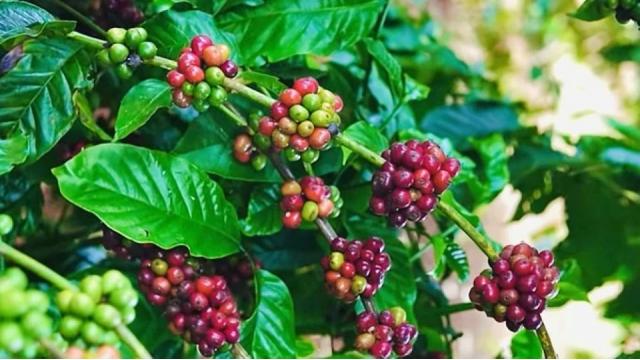 Nông Nghiệp Việt Nam Ngày 19/12/2025: Thị Trường Biến Động, Chiến Lược Phát Triển Bền Vững & Cơ Hội Toàn Cầu