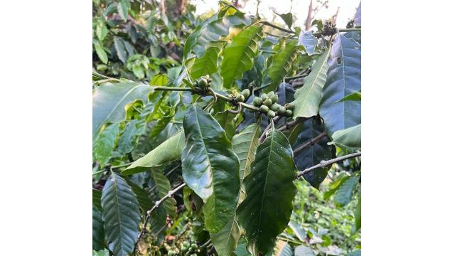 Nông nghiệp Việt Nam ngày 27/12/2025: Giá nông sản ổn định, nông dân tăng tốc sản xuất vụ Đông–Xuân