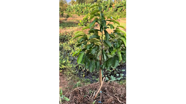 QUY TRÌNH CHĂM SÓC MÃNG CẦU GAI RA TƯỢC ĐẸP, KHỎE – CÔNG THỨC TỪ ECOGREE