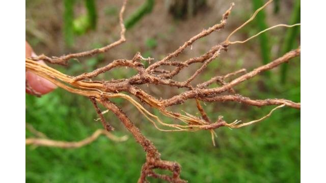 Thời tiết mưa nhiều dễ gây úng rễ ở cây – Nguyên nhân và giải pháp hiệu quả