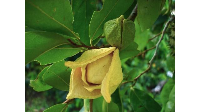 Thụ phấn cây mãng cầu gai – Bí quyết nâng cao năng suất và chất lượng trái