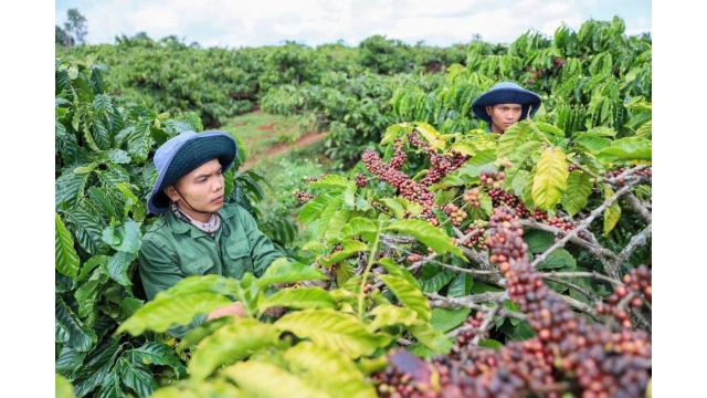Tin Nông nghiệp Việt Nam – 18/11/2025