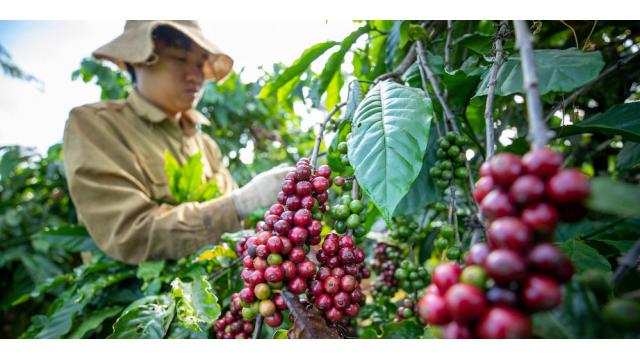Tin tức nông nghiệp Việt Nam ngày 13/12/2025: Giá nông sản biến động, đẩy mạnh nông nghiệp xanh & công nghệ cao