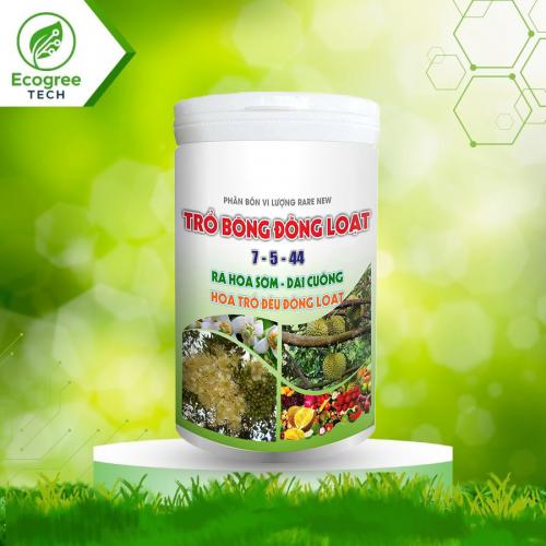 Trổ Bông Đồng Loạt